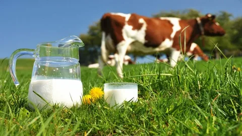 allergie au lait de vache